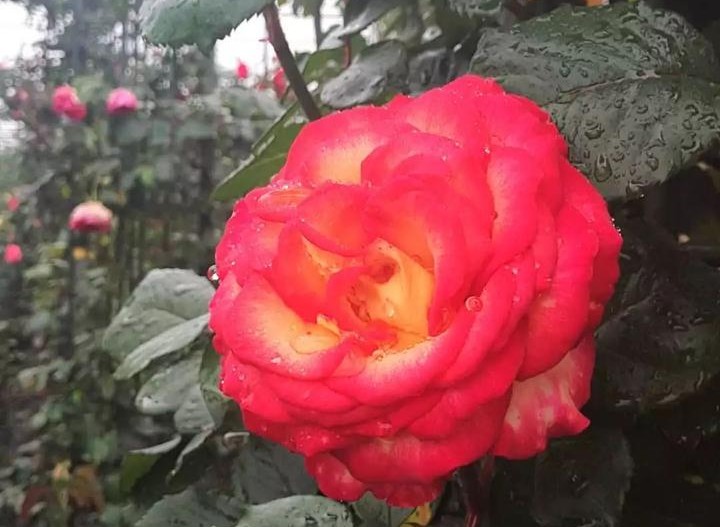 台州蔷薇花海,台州花木城花海