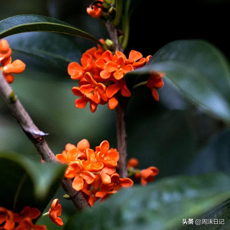 紫薯糯米糍粑荔浦芋头,正宗广西荔浦芋头糍粑