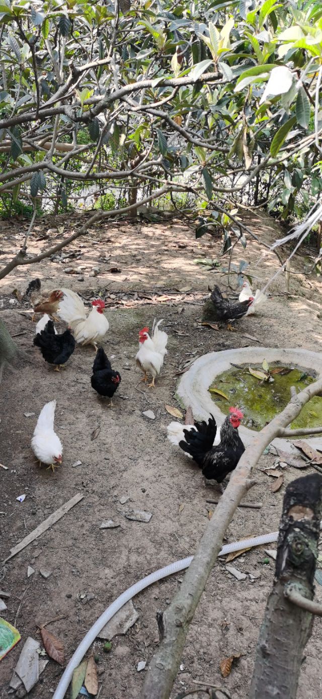 成都乌鸡养殖基地,大型观赏鸡养殖基地