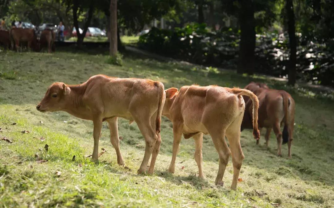 深圳养牛的真实经历,广东养牛的现状