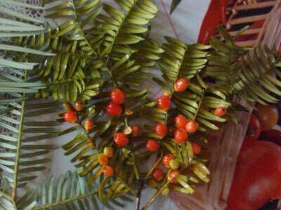 红豆杉叶子发黄掉落怎么办,曼地亚红豆杉叶子发黄怎么回事