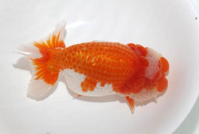 哪种金鱼最好养还可以长大,哪种金鱼最容易养活个头小