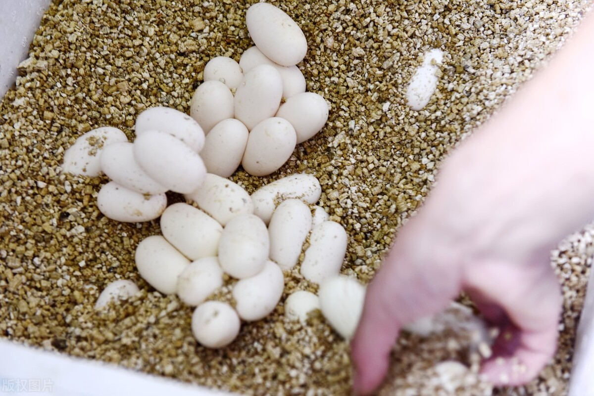 蛇性本淫什么意思,蛇性本淫的意思