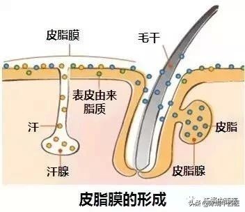 怎么拯救大油脸,拯救油脸小妙招不花钱