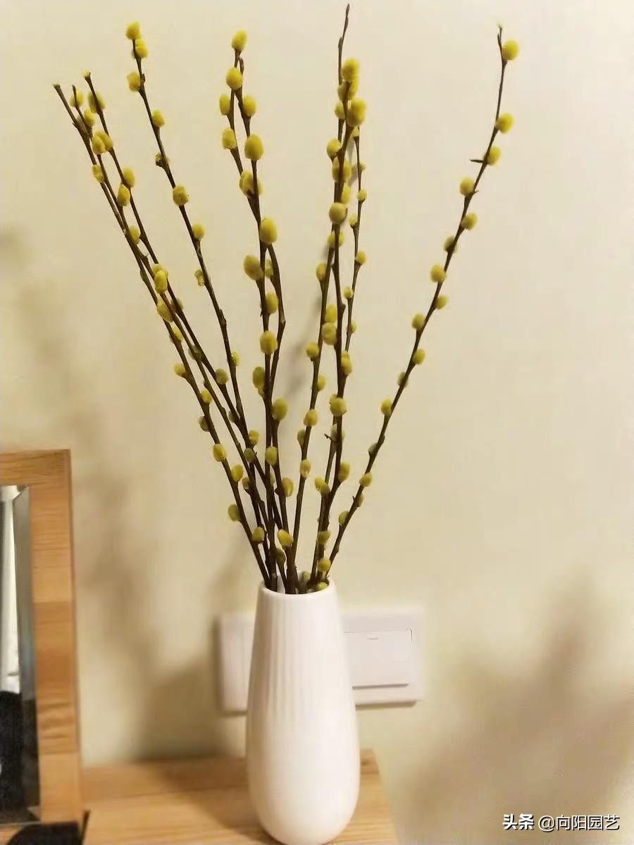 银柳和腊梅搭配插花,腊梅银柳干花