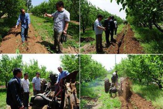梨树的花期管理,秋月梨树花期管理