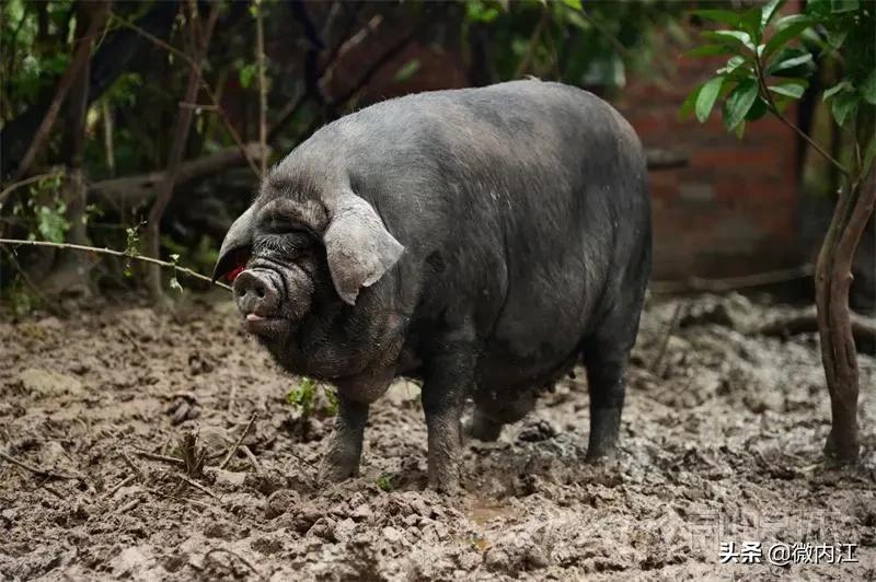 内江黑猪和乌金猪,内江黑猪跟太湖猪是一样吗
