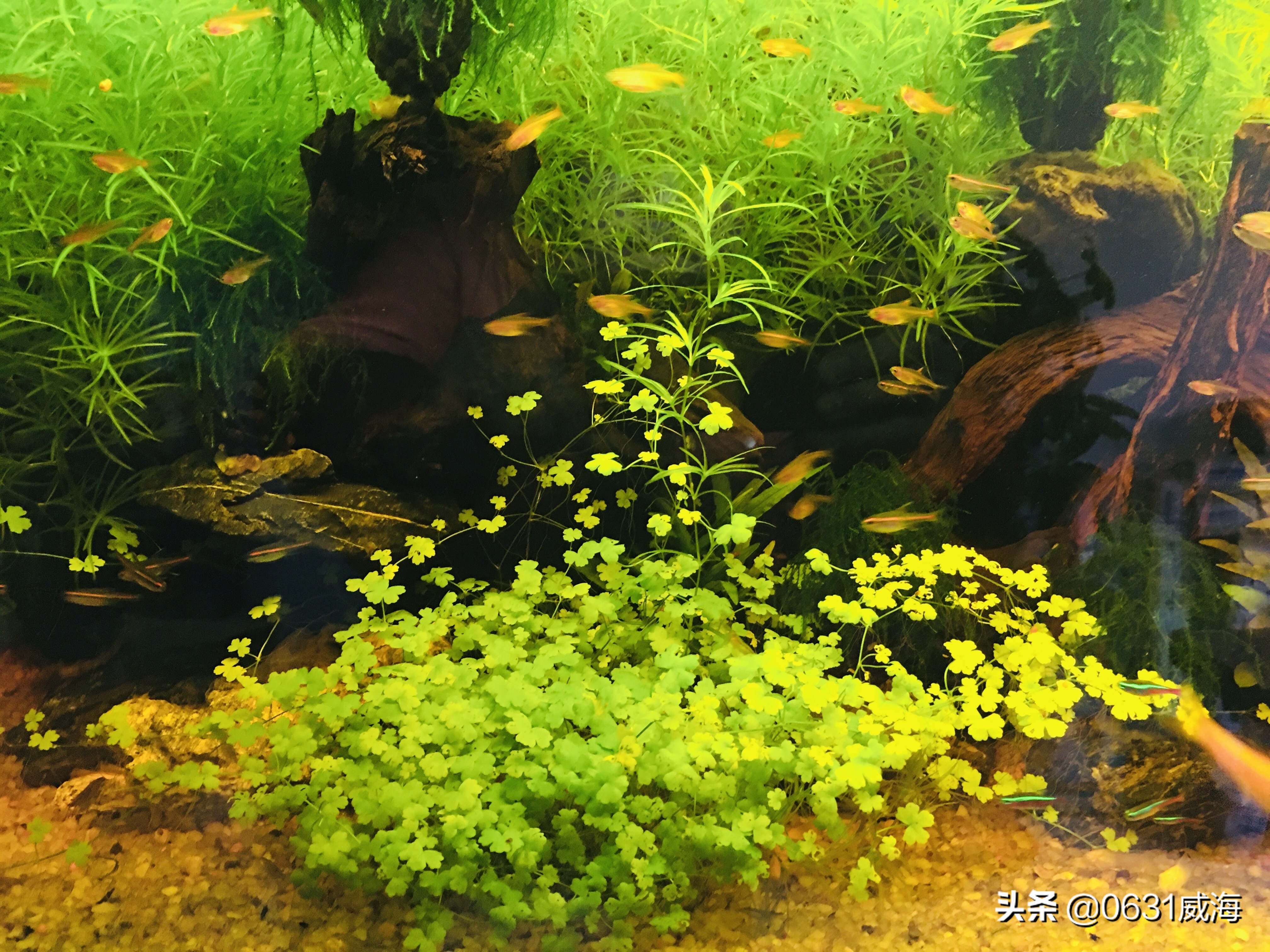 水草缸赤玉土可以用水草泥代替吗,水草泥的正确用法