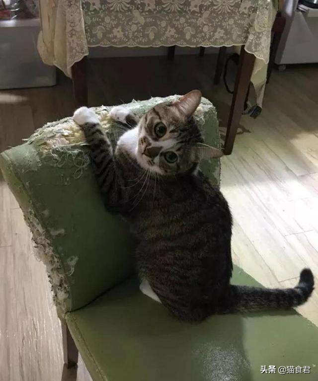 家里的猫咪调皮没规矩,主人该如何才能让它变得乖巧起来?