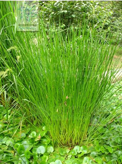 长着叶的模样，干着叶的活，为什么不给它叶的名分