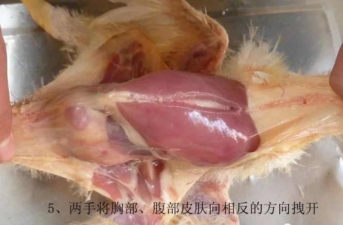 家禽常见疾病及检测方法书籍,家禽疾病如何检测