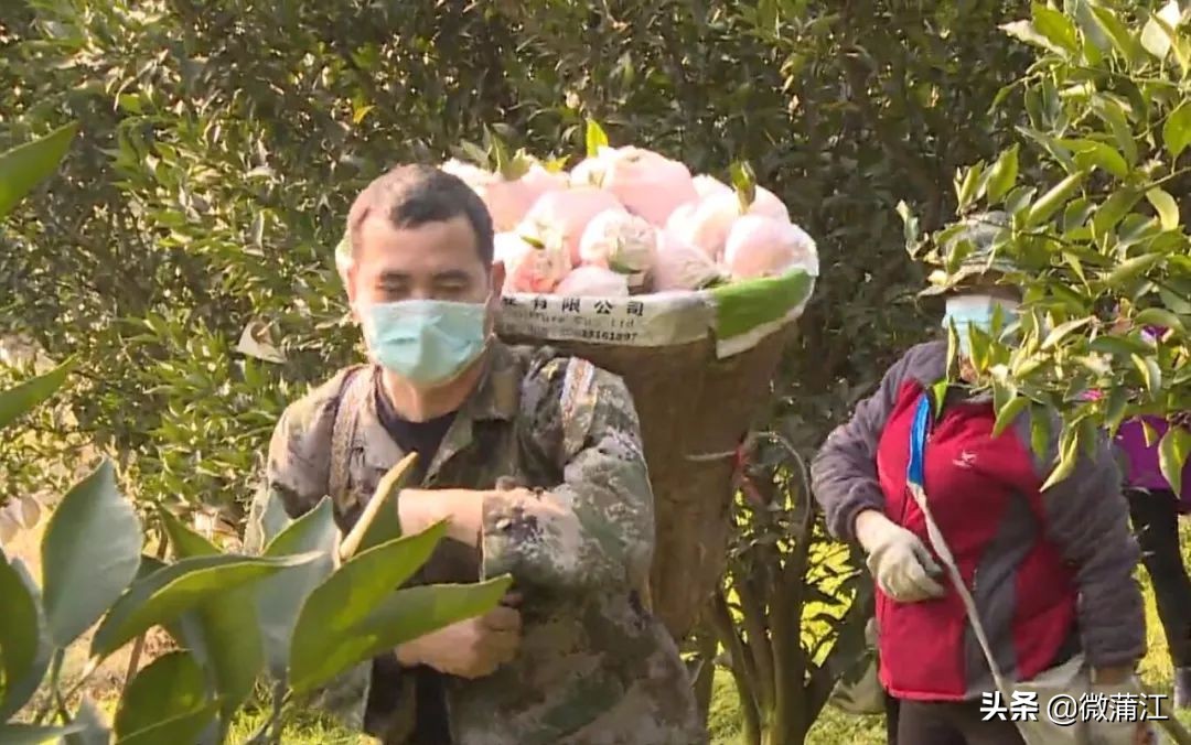 住宾馆、找代办，柑橘采摘收购两不误……