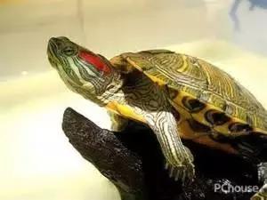 养龟的寓意和禁忌,养龟常见问题及解决办法