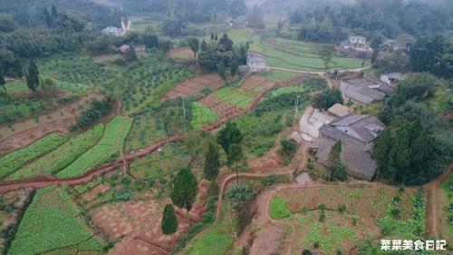 树上的草莓果冻,泰国水果树上结的果冻