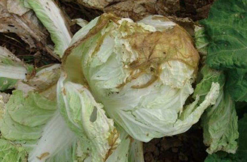 白菜烂心软腐病用什么药,教你一招解决白菜软腐病