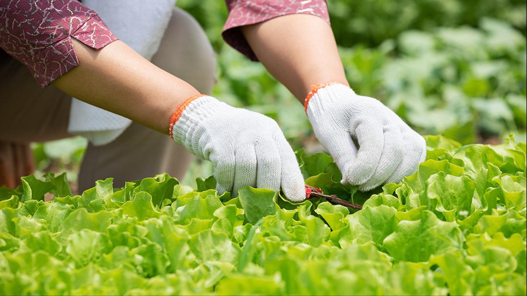 寒潮来袭防寒抗冻严阵以待,寒潮再度来袭打响防寒保暖持久战