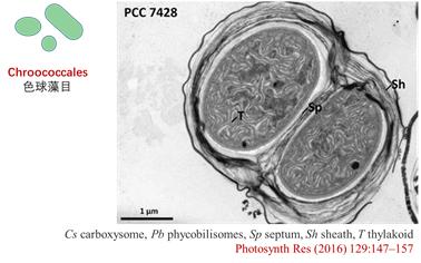 蓝藻到底有多可怕,蓝藻是怎么进化来的