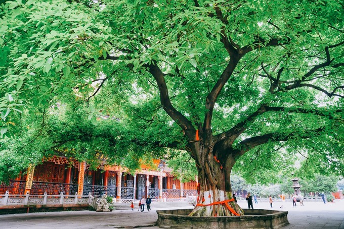 成都美食攻略天府之国,天府之国成都必尝美食