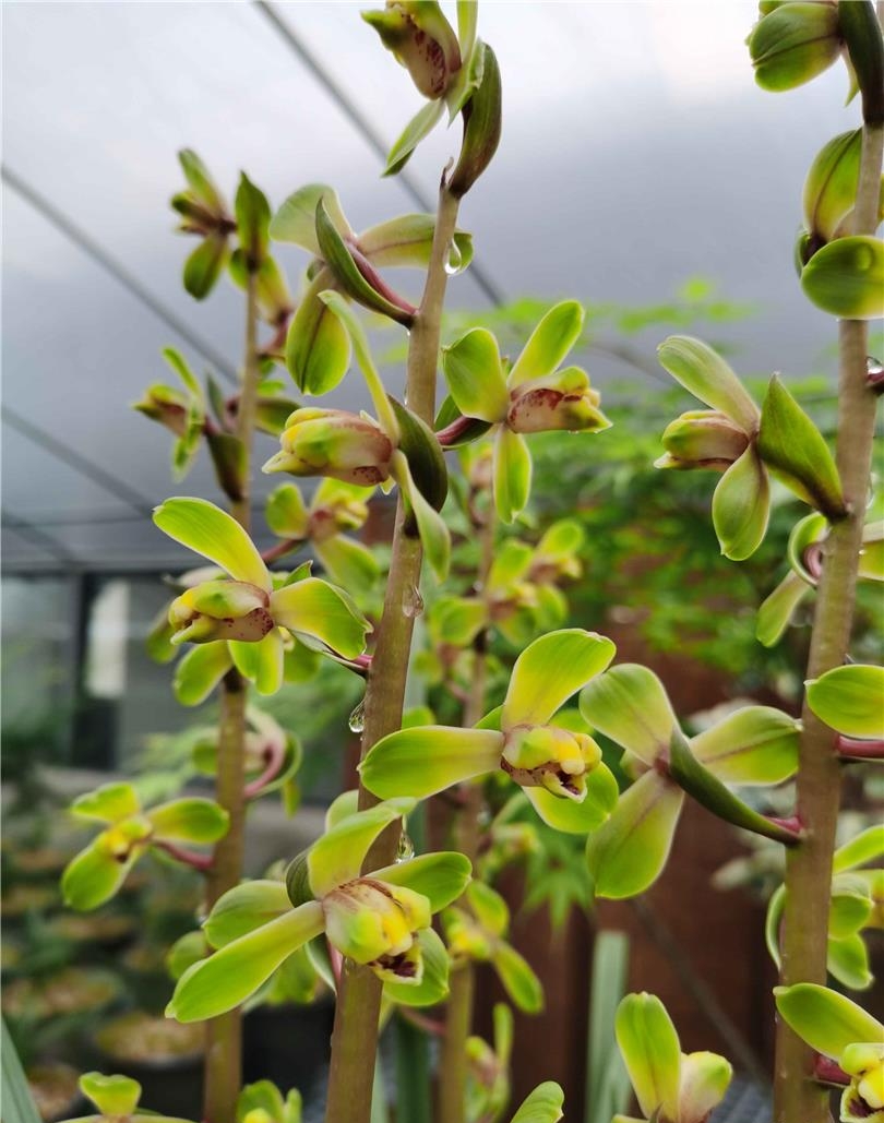 清朝乾隆年间下山的一颗蕙兰,后世称为赤蕙之首,梅瓣之王