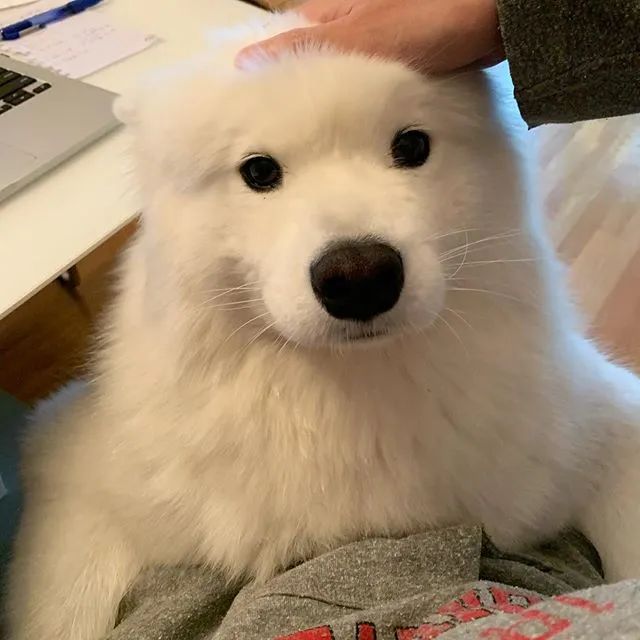 一只很乖很粘人的萨摩,萨摩粘人吗