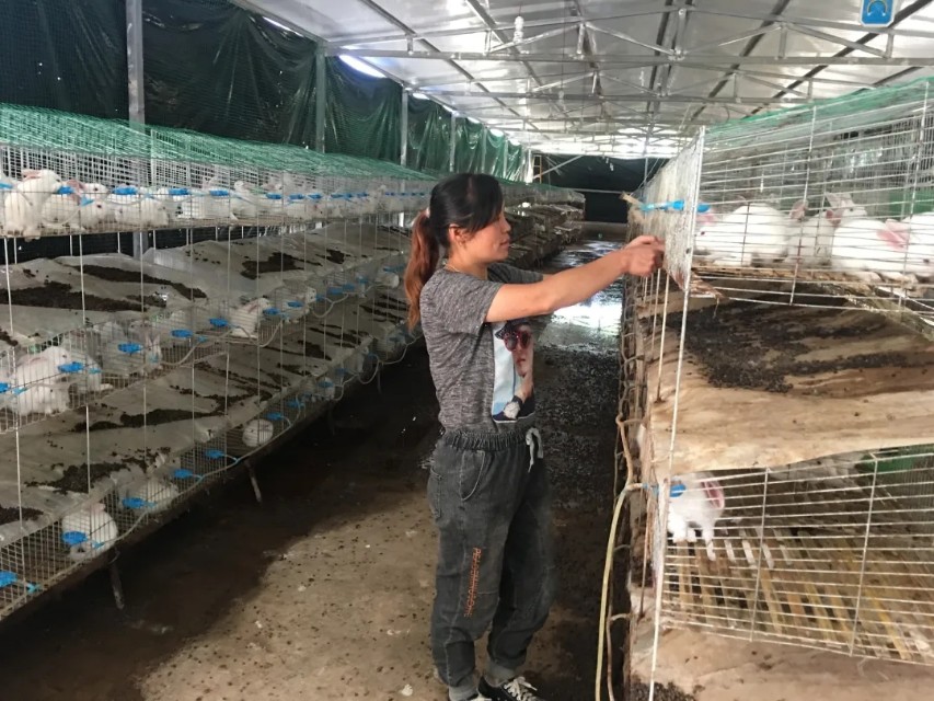 脱贫致富农村,小兔子助农奔向致富路
