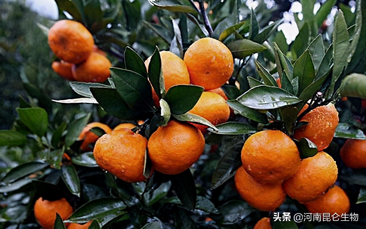 沙糖桔防病害打什么药,沙糖桔炭疽病要什么药