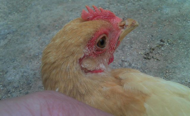 养殖鸡流泪什么病啊,鸡有哪些病及防治