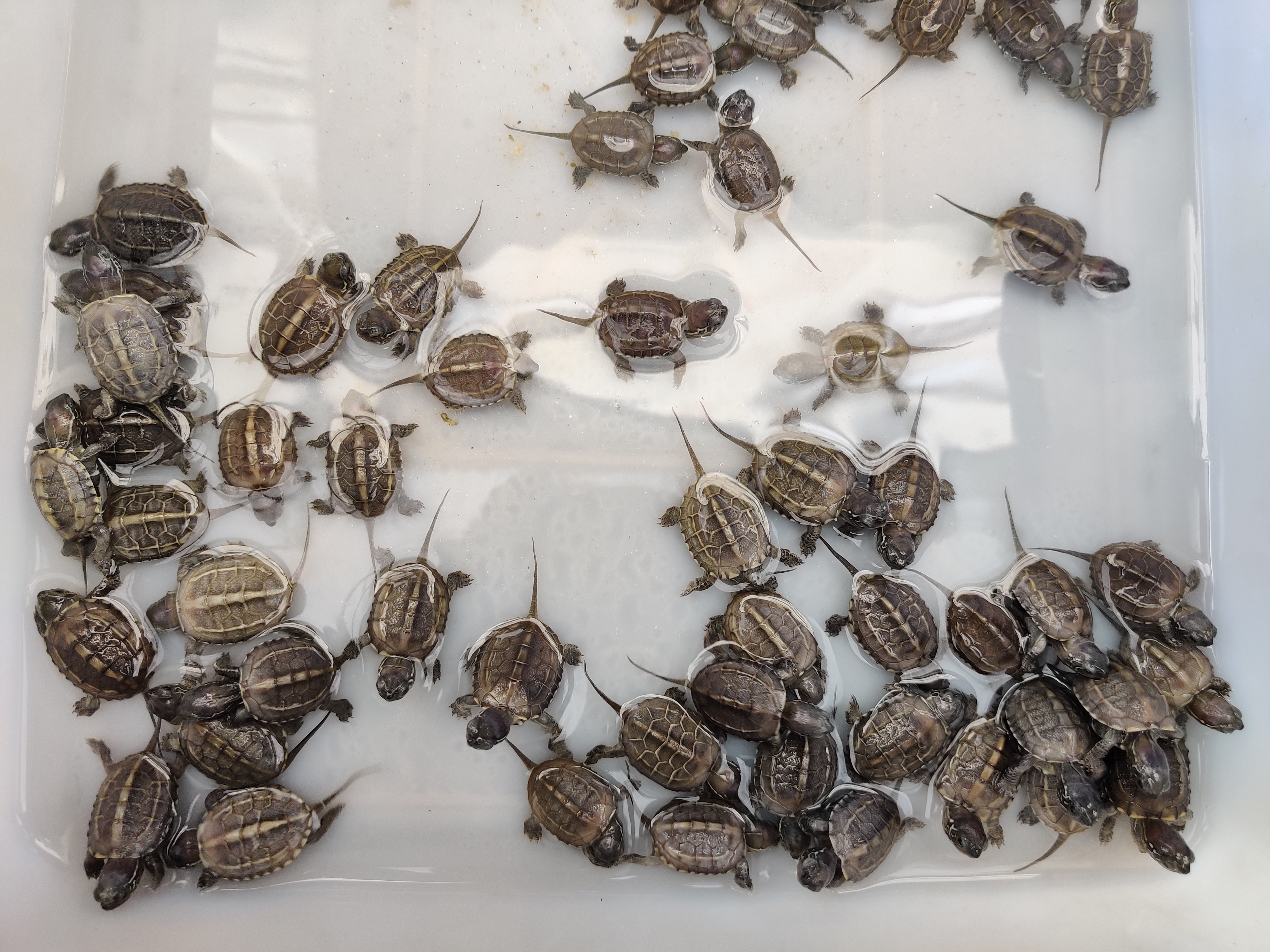 养乌龟的重要事项,养乌龟讲究