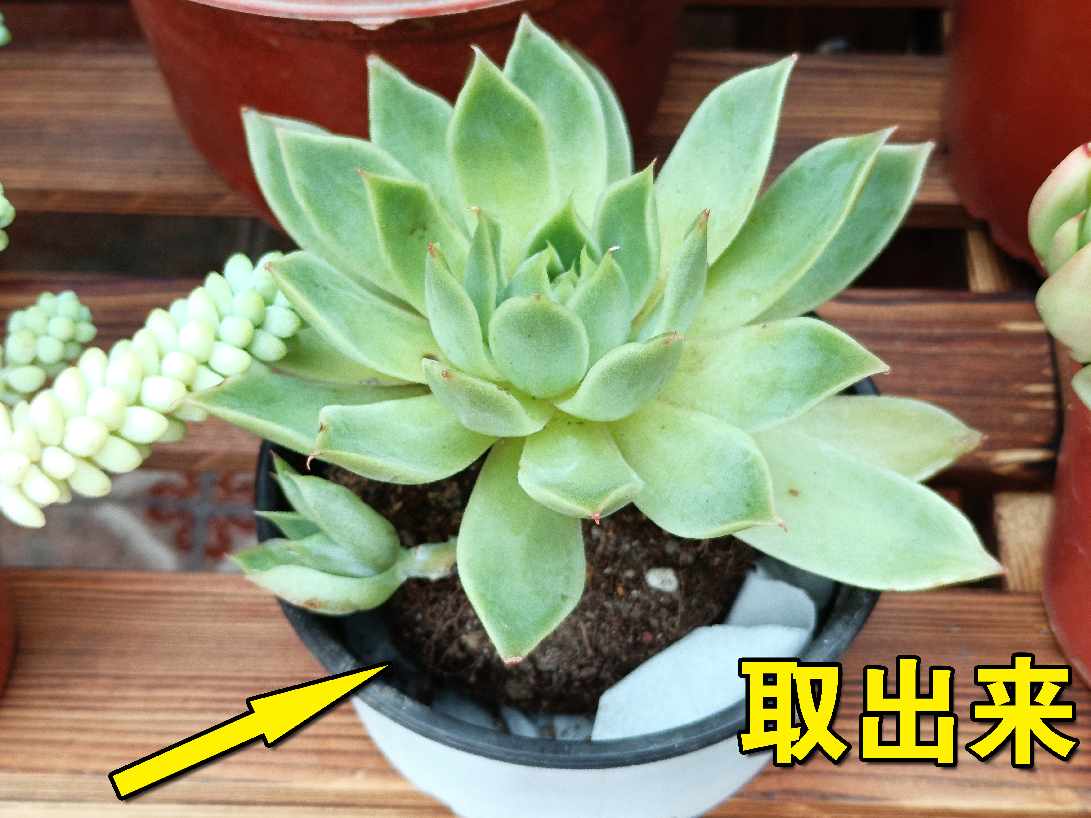 化水的多肉叶片能繁殖吗,多肉叶片化水可以用多菌灵吗