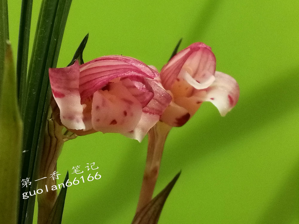 娇美可人的凤冠由来图片,娇美可人的凤冠图片