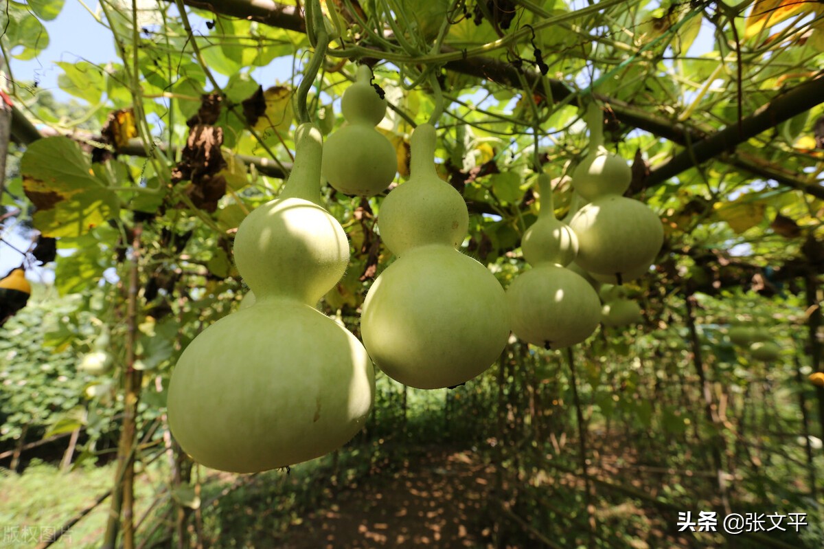 瓜瓞延绵含义,瓜瓞的读音及意思