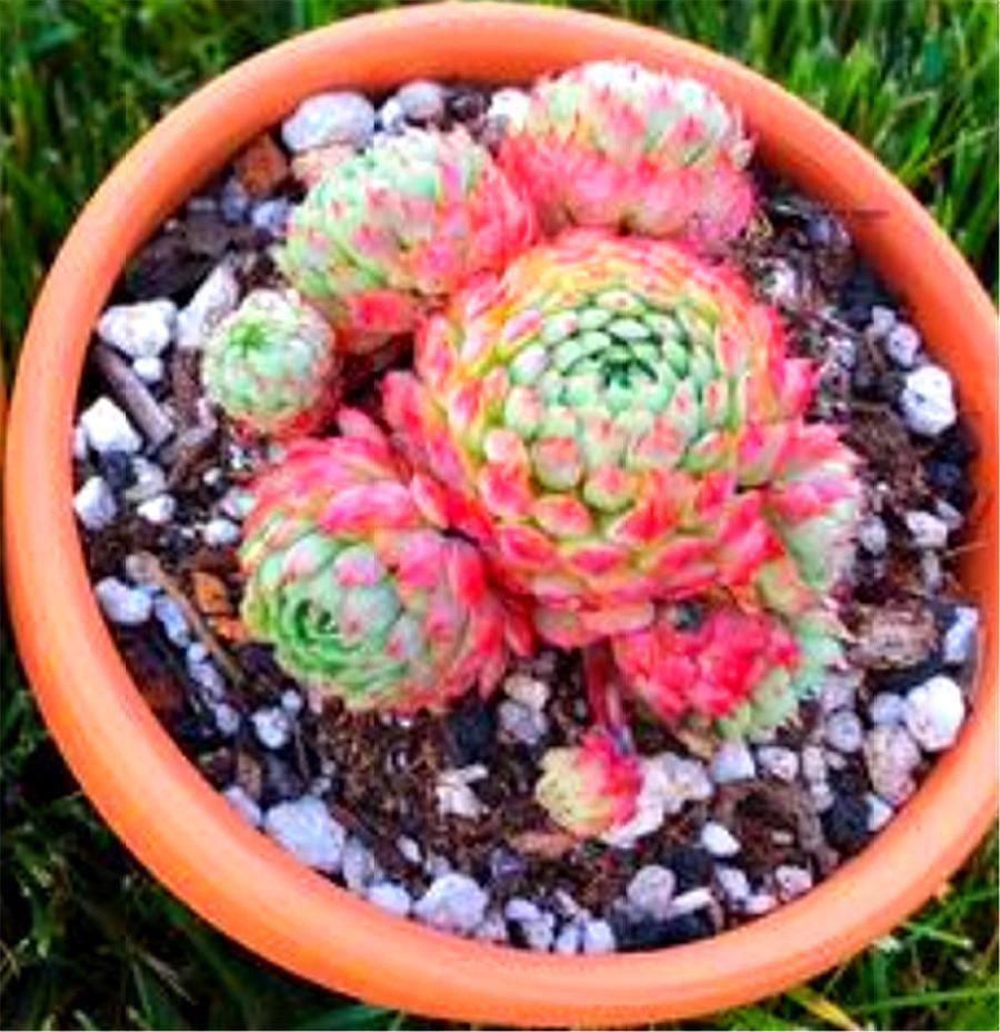 多肉中的“萌宠小萝莉”，养护注意这3点，娇俏可爱，颜色粉嫩