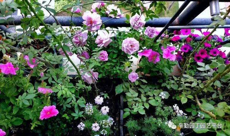 （2021）园丁奖阳台组《008号》星星的花园