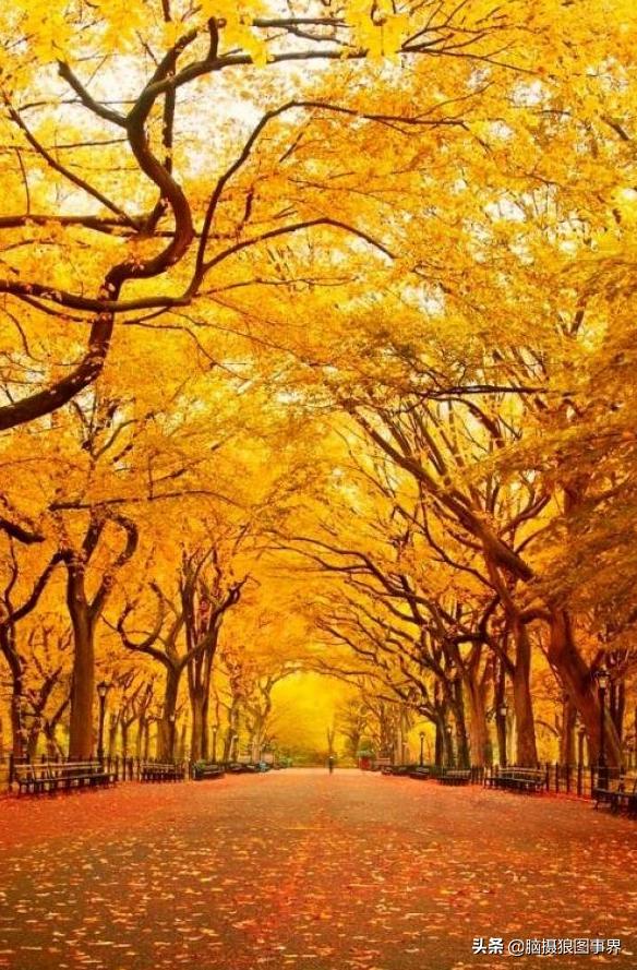 秋叶拍照构图,如何拍摄秋叶照片