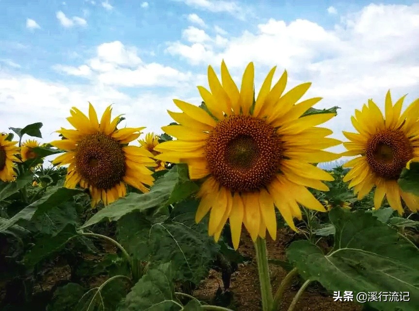 锦州世博园公交车时间表,锦州世博园9月中旬