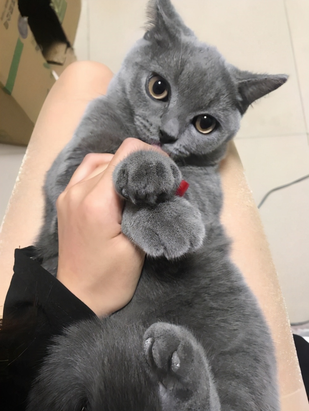 为什么很多人选择养英短蓝猫,英短猫为什么不建议养金渐层