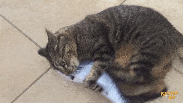 当猫咪第一次吸猫薄荷,猫咪会对薄荷过敏吗