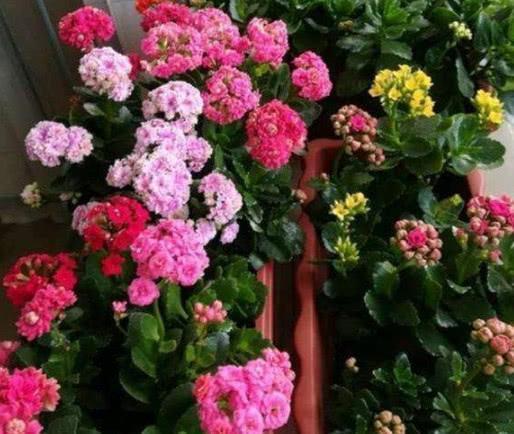 达克宁养花,养花达克宁