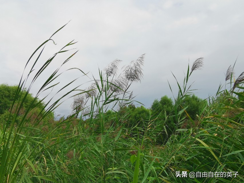 南海子湿地公园攻略,南海子湿地公园分布图