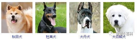 狗狗品种分类大全,狗狗品种鉴定