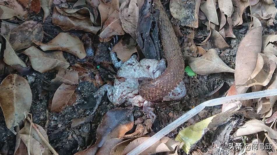 大自然的可怕:蛇把头伸进活青蛙的身体里吞下它们的内脏