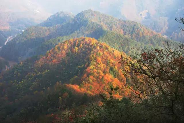 最美银杏秋景自驾攻略,杭州银杏树旅游攻略