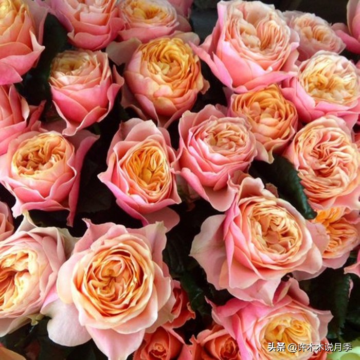 月季生病了用什么药效果好,月季可以打什么药预防