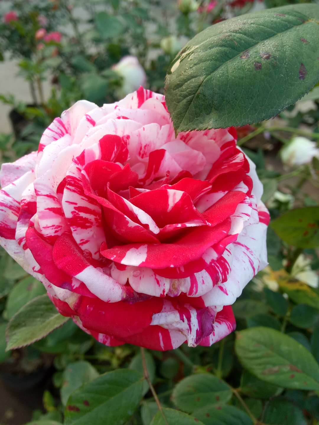 国月欧月,国月和欧月不同