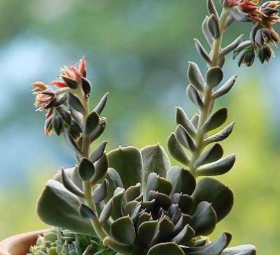 多肉植物为什么不能长大,多肉开花不结果是什么原因