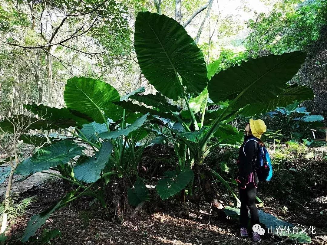 去长白山滑雪,去长白山还是去哈尔滨好