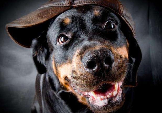 最好养的狗又聪明又不掉毛,哪种狗好养又不容易生病