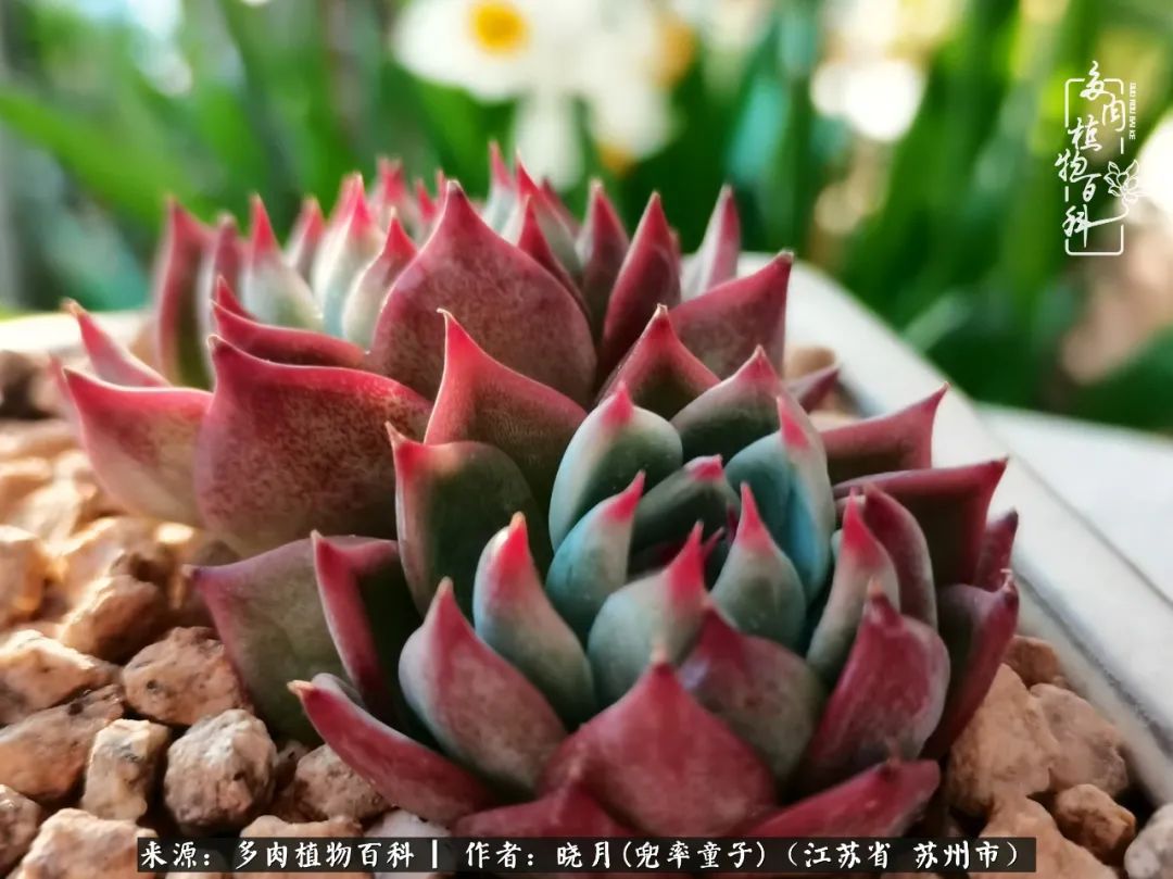 六年时间环游22个国家，却被多肉小萌物征服