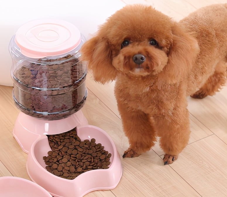 泰迪犬挑食怎么办,泰迪犬老是啃牙怎么回事