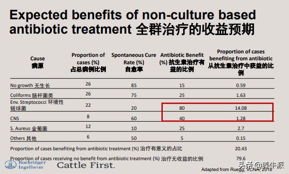 奶牛乳房炎症硬块怎么消除,高产奶牛乳房炎治疗原则